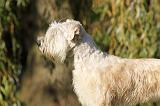 IRISH WHEATEN TERRIER 009